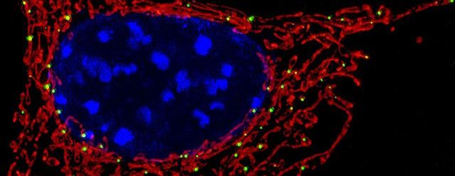 Nucleo-Mitochondrial Communicome